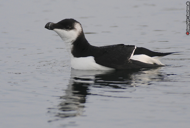 DSC_4075 Alk (Alca torda).jpg