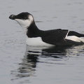 Alk (Alca torda)