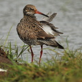 Rødben  (Tringa totanus)