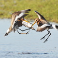 Stor Kobbersneppe (Limosa limosa)