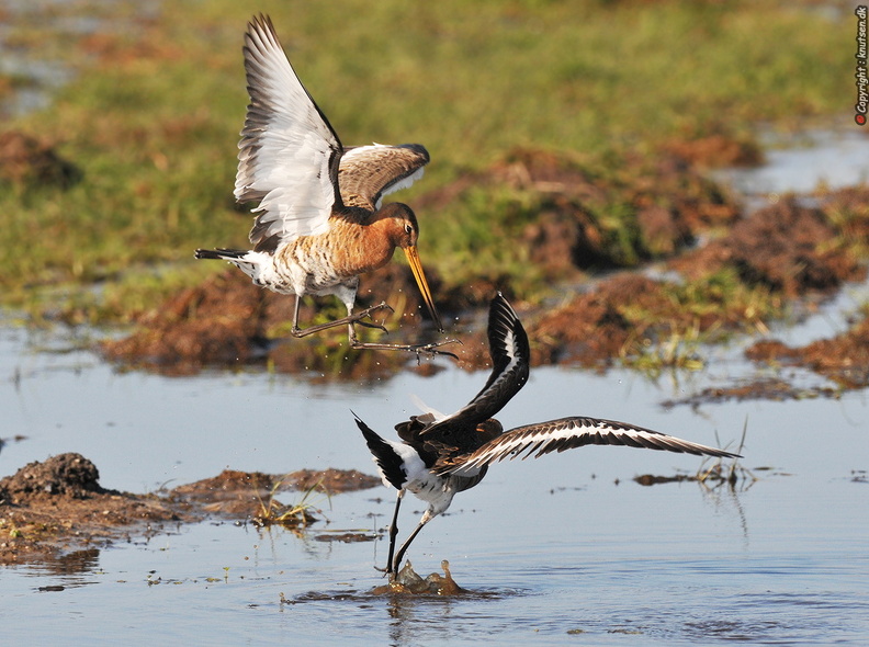 DSC_5310 Stor Kobbersneppe (Limosa limosa).jpg