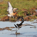 Stor Kobbersneppe (Limosa limosa)