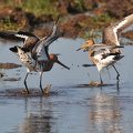 Stor kobbersneppe (Limosa limosa)