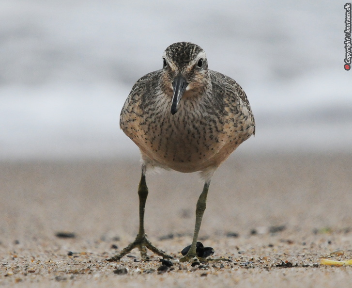 DSC_5797 Islandsk Ryle (Calidris canutus).jpg