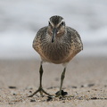 Islandsk Ryle (Calidris canutus)