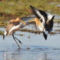 Stor kobbersneppe (Limosa limosa)