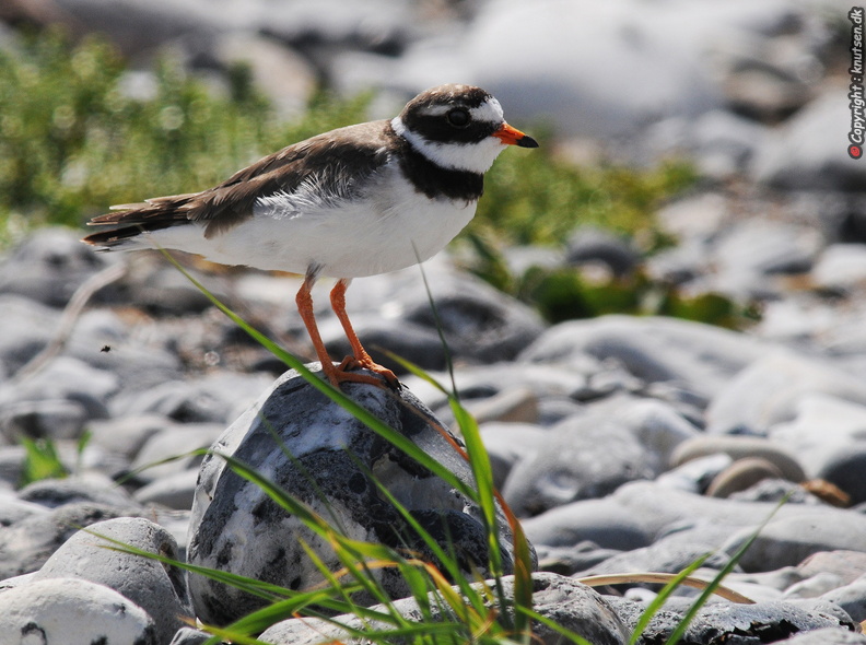 DSC_6235 Stor præstekrave (Charadrius hiaticula).jpg