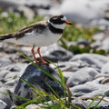 Stor præstekrave (Charadrius hiaticula)