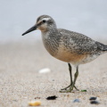Islandsk ryle (Calidris canutus) 