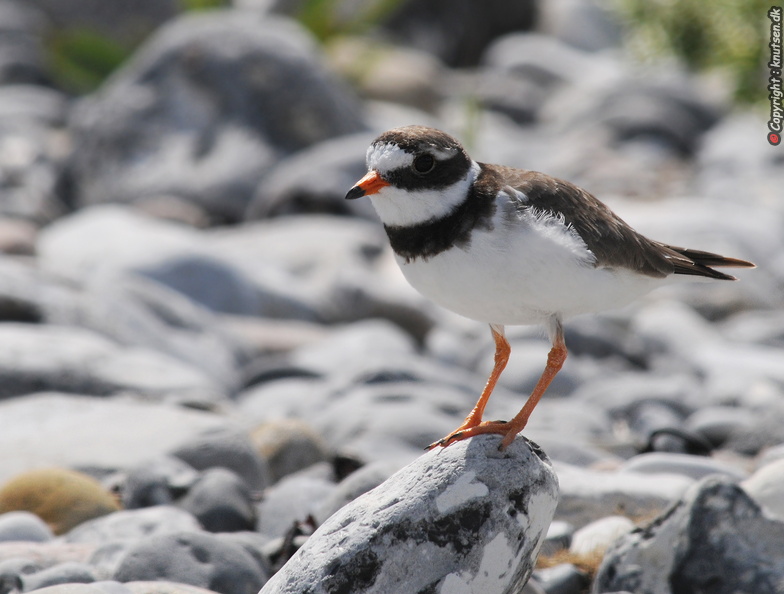 DSC_6250 Stor Præstekrave (Charadrius hiaticula).jpg