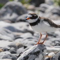 Stor Præstekrave (Charadrius hiaticula)