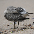 Islandsk Ryle (Calidris canutus)