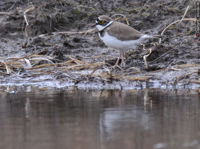 DSC_6405 Lille Præstekrave (Charadrius dubius).jpg