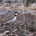 Lille Præstekrave (Charadrius dubius)