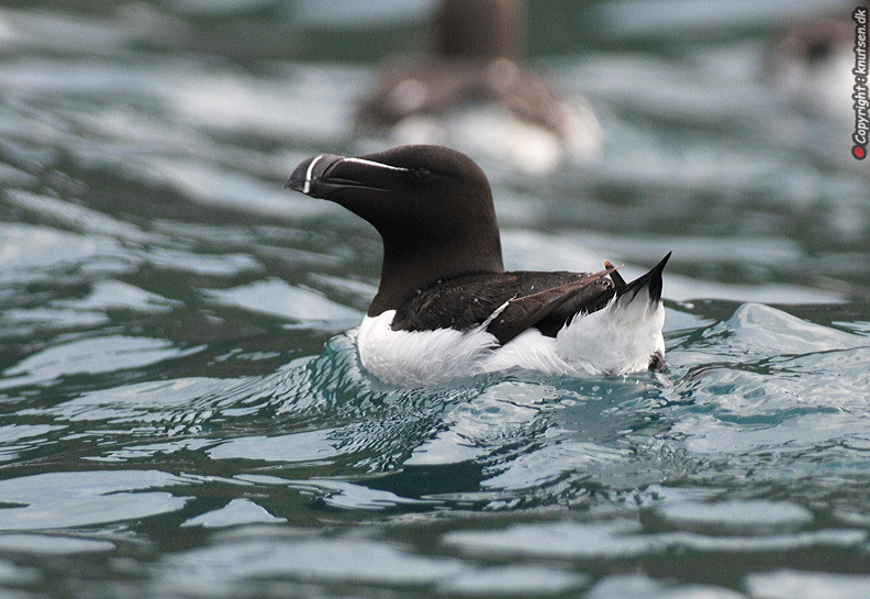 DSC_6654 Alk (Alca torda).JPG