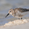 Almindelig Ryle (Calidris alpina)
