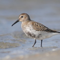 Almindelig Ryle (Calidris alpina)