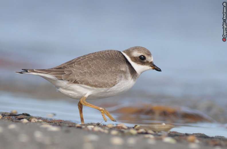 DSC_6879 Stor præstekrave (Charadrius hiaticula).jpg