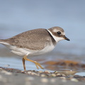 Stor præstekrave (Charadrius hiaticula)