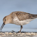 Almindelig Ryle (Calidris alpina)