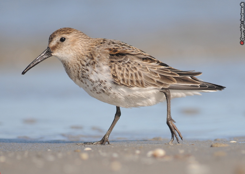 DSC_6927 Almindelig Ryle (Calidris alpina).jpg