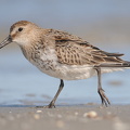 Almindelig Ryle (Calidris alpina)