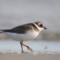 Stor Præstekrave (Charadrius hiaticula)