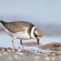 Stor Præstekrave (Charadrius hiaticula)