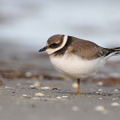 Stor Præstekrave (Charadrius hiaticula)