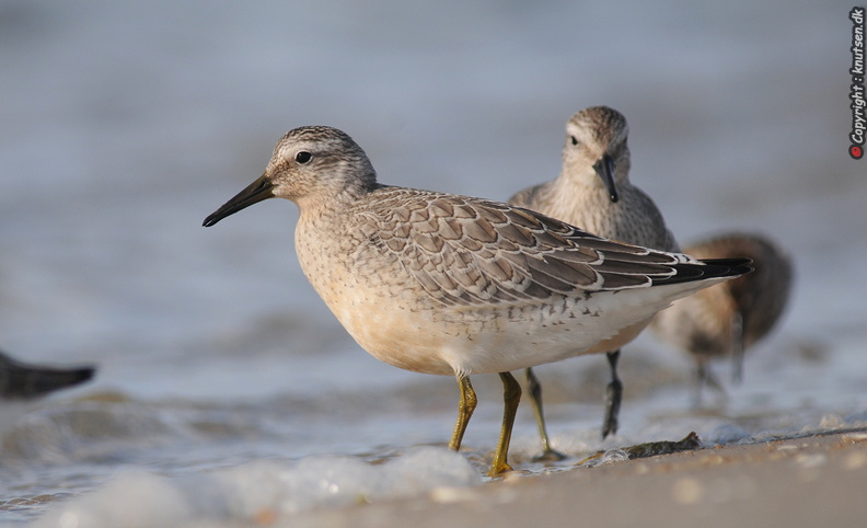 DSC_7114 Islandsk ryle (Calidris canutus).jpg