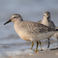 Islandsk Ryle (Calidris canutus)