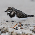 Stenvender (Arenaria interpres)