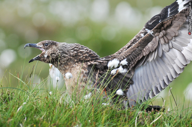 DSC_7514 Storkjove (Stercorarius skua).JPG