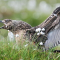 Storkjove (Stercorarius skua)