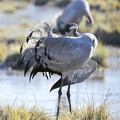 Trane (Grus grus)