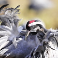 Trane (Grus grus)