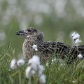 Storkjove (Stercorarius skua)