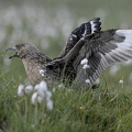 Storkjove (Stercorarius skua)