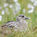 Storkjove (Stercorarius skua)