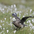 Storkjove (Stercorarius skua)