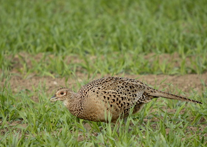 Fasan (Phasianus colchicus)