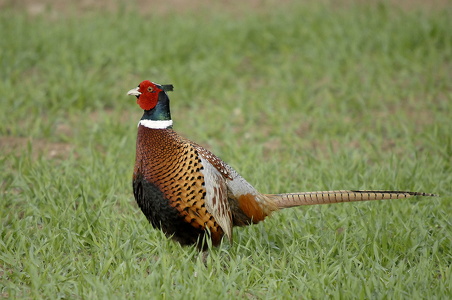 Fasan (Phasianus colchicus)