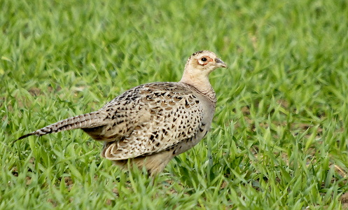 Fasan (Phasianus colchicus)