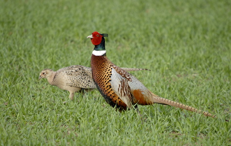 Fasan (Phasianus colchicus)