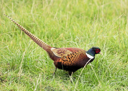 Fasan (Phasianus colchicus)