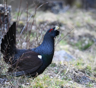 Tjur (Western capercaillie)