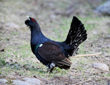 Tjur (Western capercaillie)