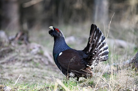 Tjur (Western capercaillie)