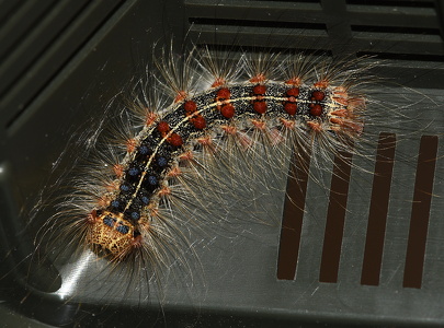 Løvskovsnonne  (Lymantria dispar)