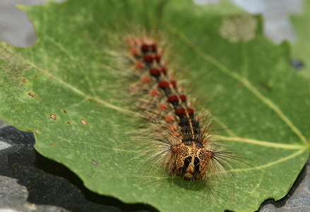 Løvskovsnonne  (Lymantria dispar)